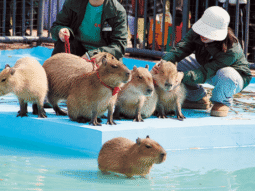 {{brizy_dc_image_alt entityId=