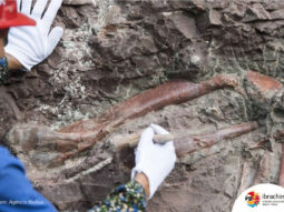 {{brizy_dc_image_alt entityId=