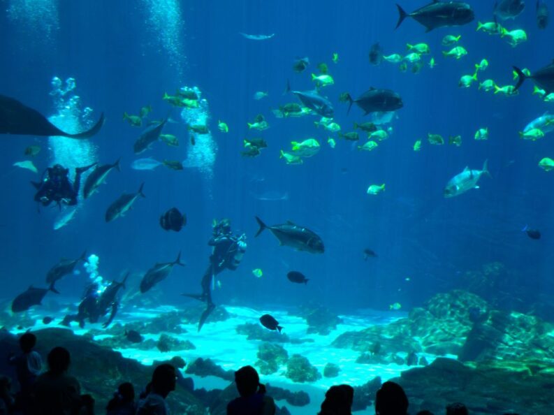 {{brizy_dc_image_alt entityId=